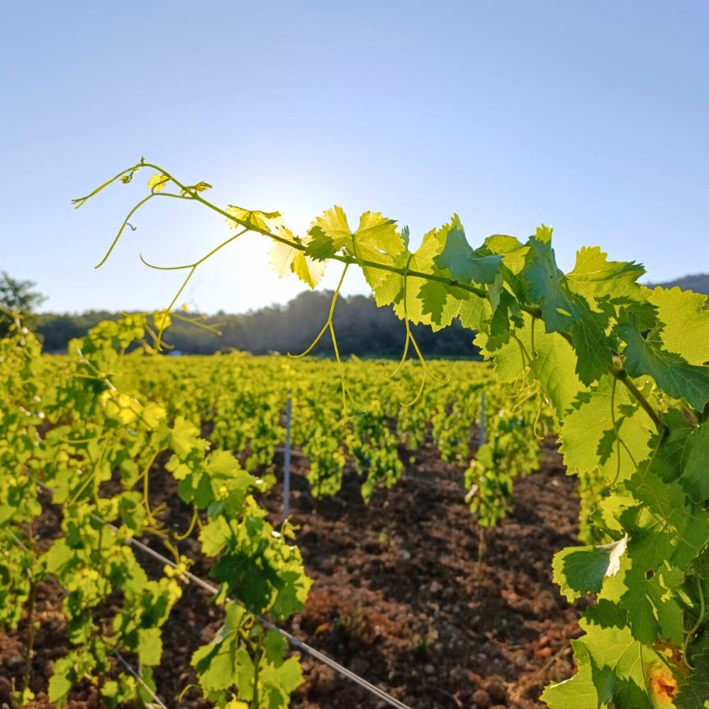 Rouge - Cuvée Rubis