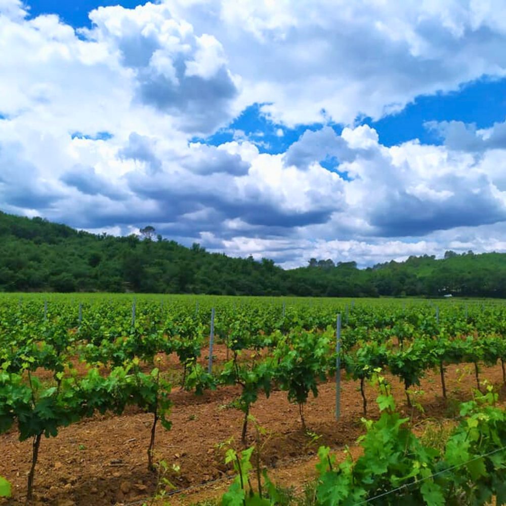 Blanc Sous les Étoiles
