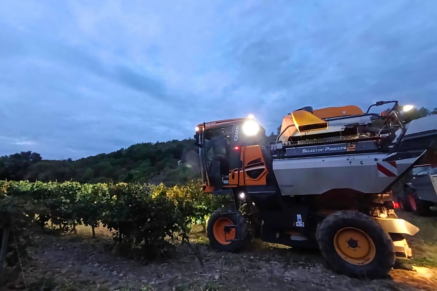Les secrets d’un rosé de caractère : dans les coulisses de la cuvée “Sous les Étoiles”