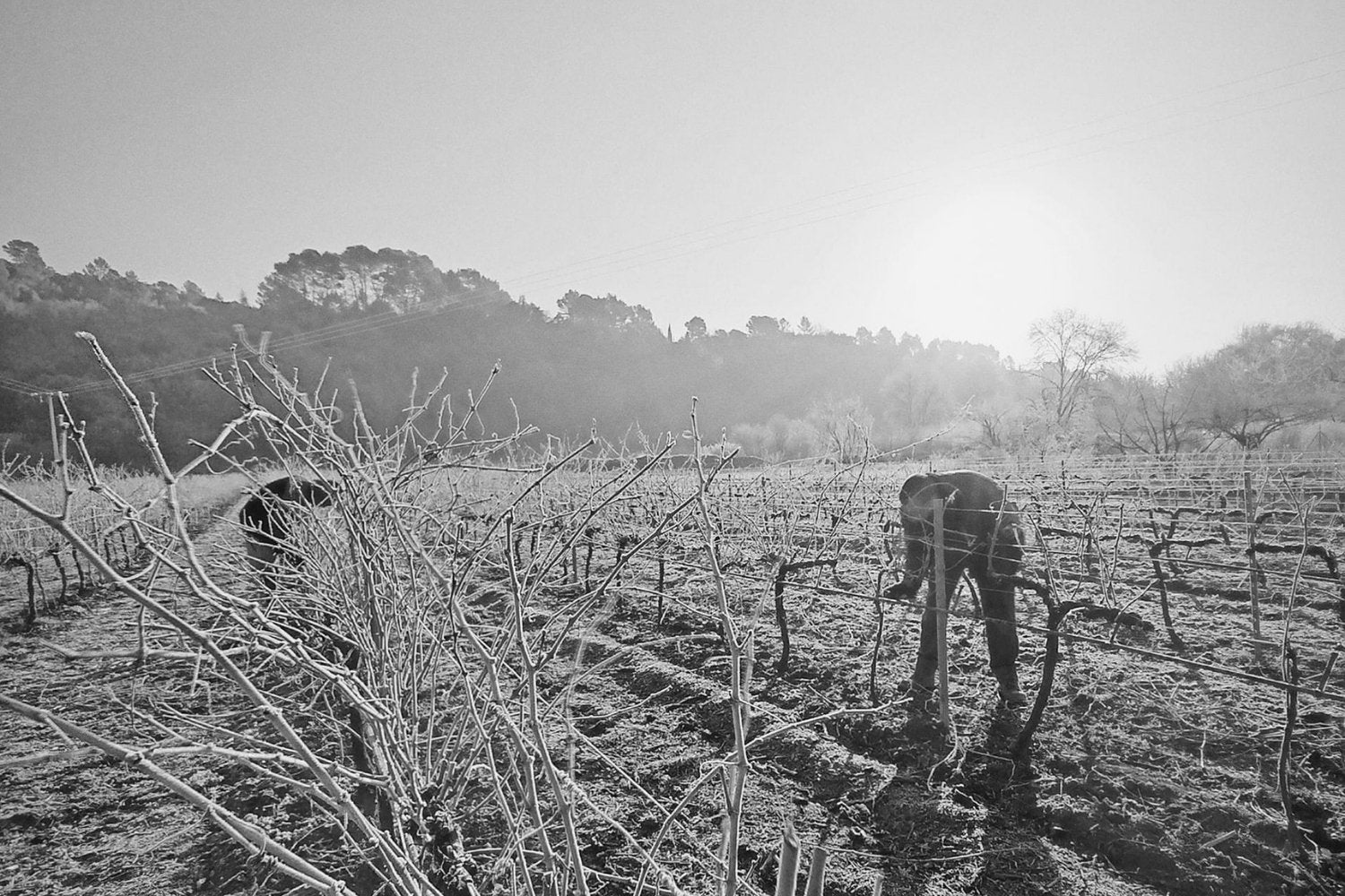Que manger avec un vin moelleux ? Accords gourmands autour de “Entre Elles”