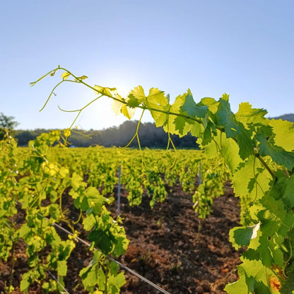 Rosé Sous les Étoiles
