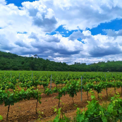 Rouge - Cuvée Rubis